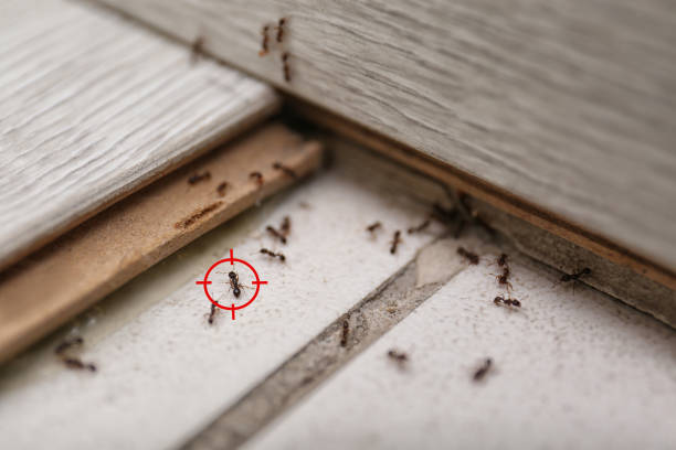 Best Best Pest Control Companies  in Collinsville, AL