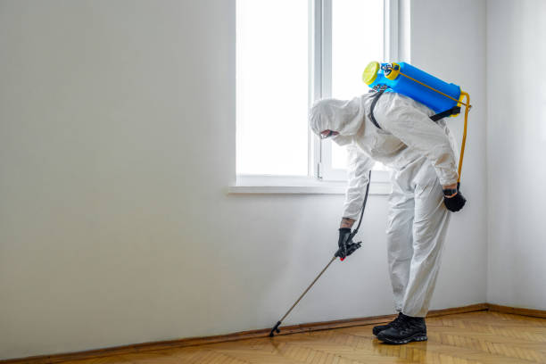 Best Local Pest Control Services  in Collinsville, AL