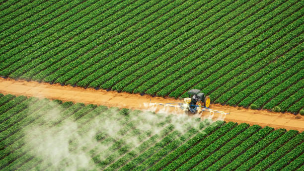 Best Pest Removal Services  in Collinsville, AL