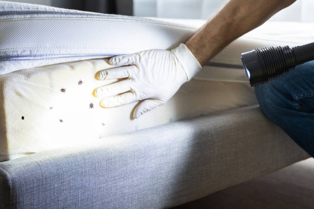 Best Flea Control Services  in Collinsville, AL