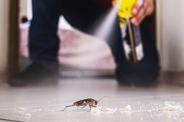 Best Pest Control Treatment  in Collinsville, AL